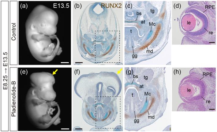 https://cdn.ncbi.nlm.nih.gov/pmc/blobs/1c0c/11579809/6a9de5d18244/BDR2-116-e2404-g002.jpg