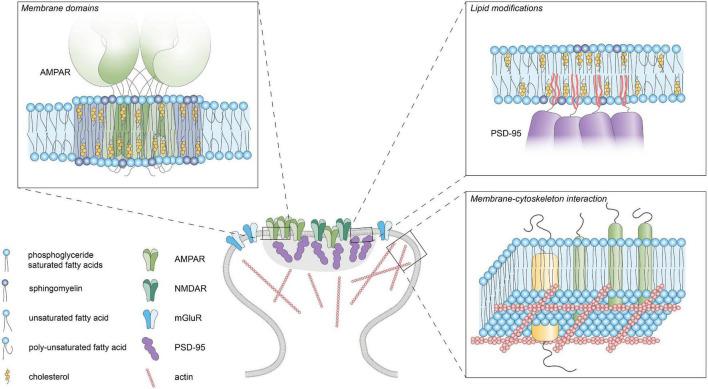 https://cdn.ncbi.nlm.nih.gov/pmc/blobs/1c0d/8649999/546263d8e2b7/fnsyn-13-790773-g002.jpg