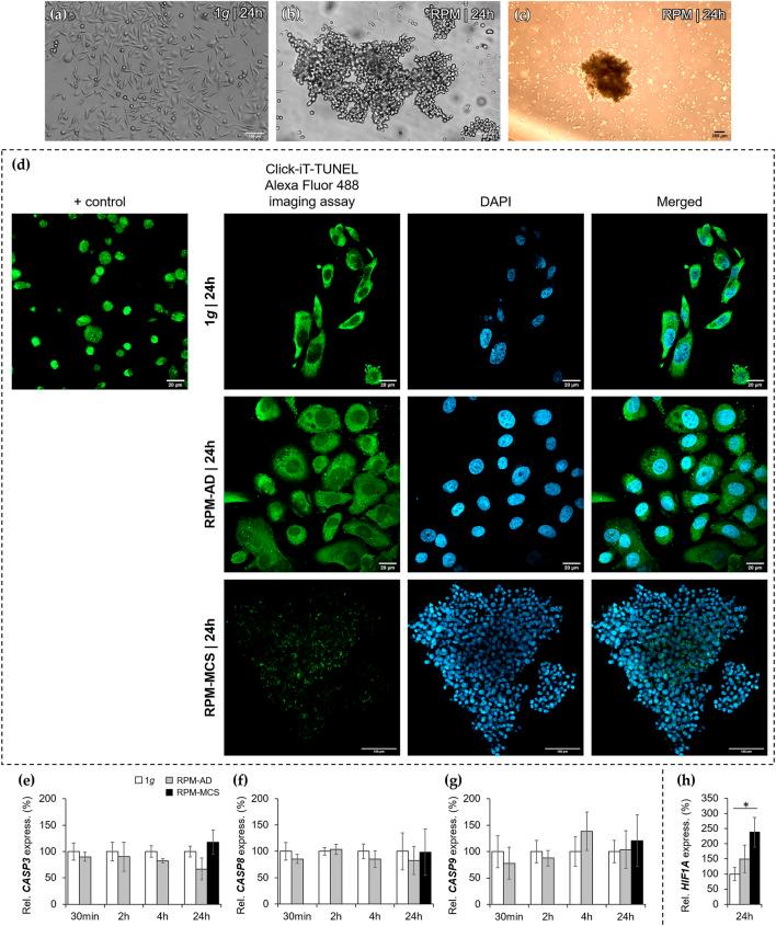 https://cdn.ncbi.nlm.nih.gov/pmc/blobs/1c0d/8893349/4dec6057b863/fcell-10-841017-g001.jpg