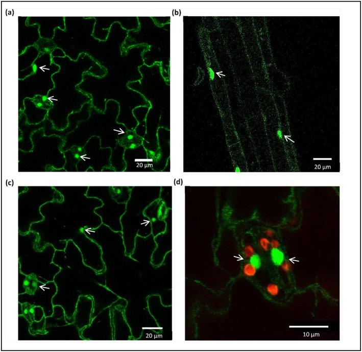https://cdn.ncbi.nlm.nih.gov/pmc/blobs/1c0e/5656896/86baac1965a7/PCE-40-2754-g009.jpg