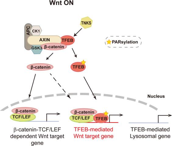 https://cdn.ncbi.nlm.nih.gov/pmc/blobs/1c10/8408140/2e57358a9c41/41418_2021_770_Fig7_HTML.jpg