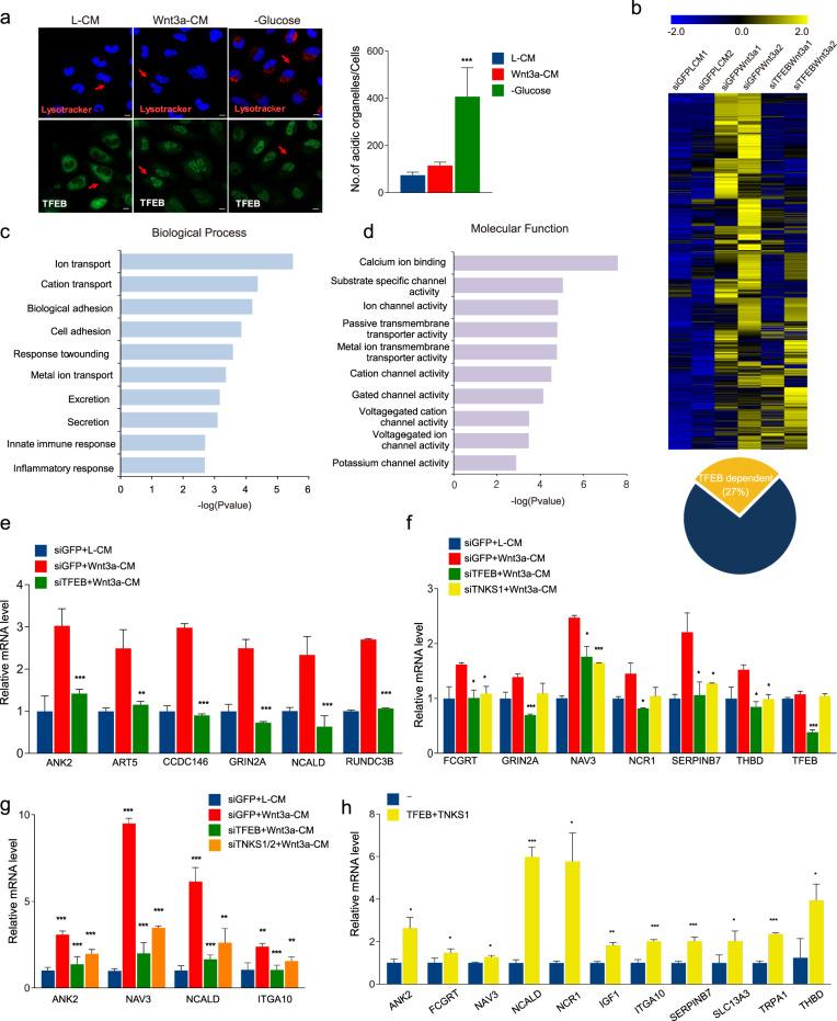 https://cdn.ncbi.nlm.nih.gov/pmc/blobs/1c10/8408140/55f93a2a9341/41418_2021_770_Fig4_HTML.jpg
