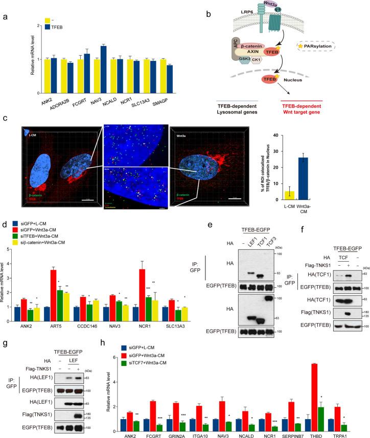 https://cdn.ncbi.nlm.nih.gov/pmc/blobs/1c10/8408140/68ce7c916223/41418_2021_770_Fig5_HTML.jpg