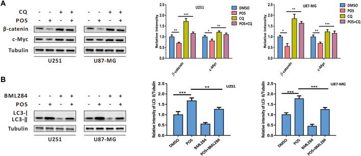 https://cdn.ncbi.nlm.nih.gov/pmc/blobs/1c13/9403519/2fbd8ac1cec1/fphar-13-905082-g007.jpg
