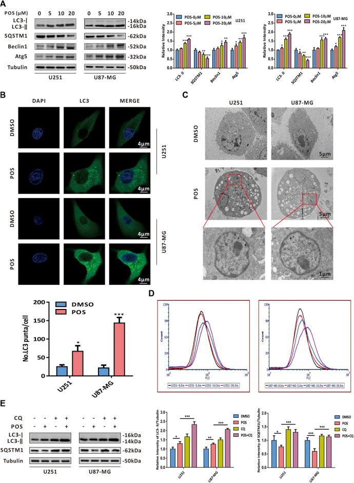 https://cdn.ncbi.nlm.nih.gov/pmc/blobs/1c13/9403519/e20f5bcfcd10/fphar-13-905082-g003.jpg