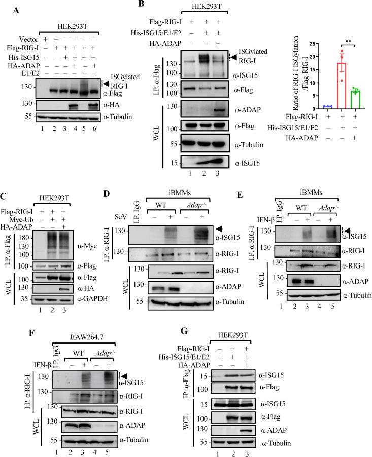 https://cdn.ncbi.nlm.nih.gov/pmc/blobs/1c15/11111093/159fe981718e/ppat.1012230.g004.jpg