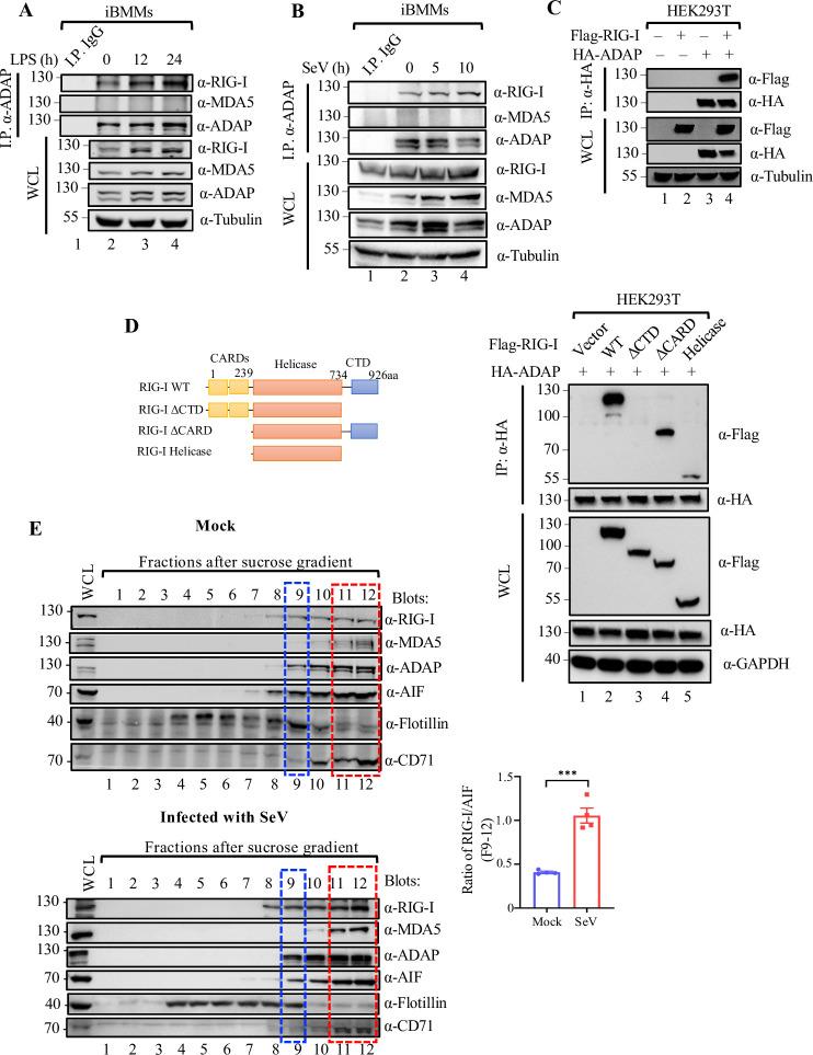 https://cdn.ncbi.nlm.nih.gov/pmc/blobs/1c15/11111093/1e7433c48872/ppat.1012230.g002.jpg