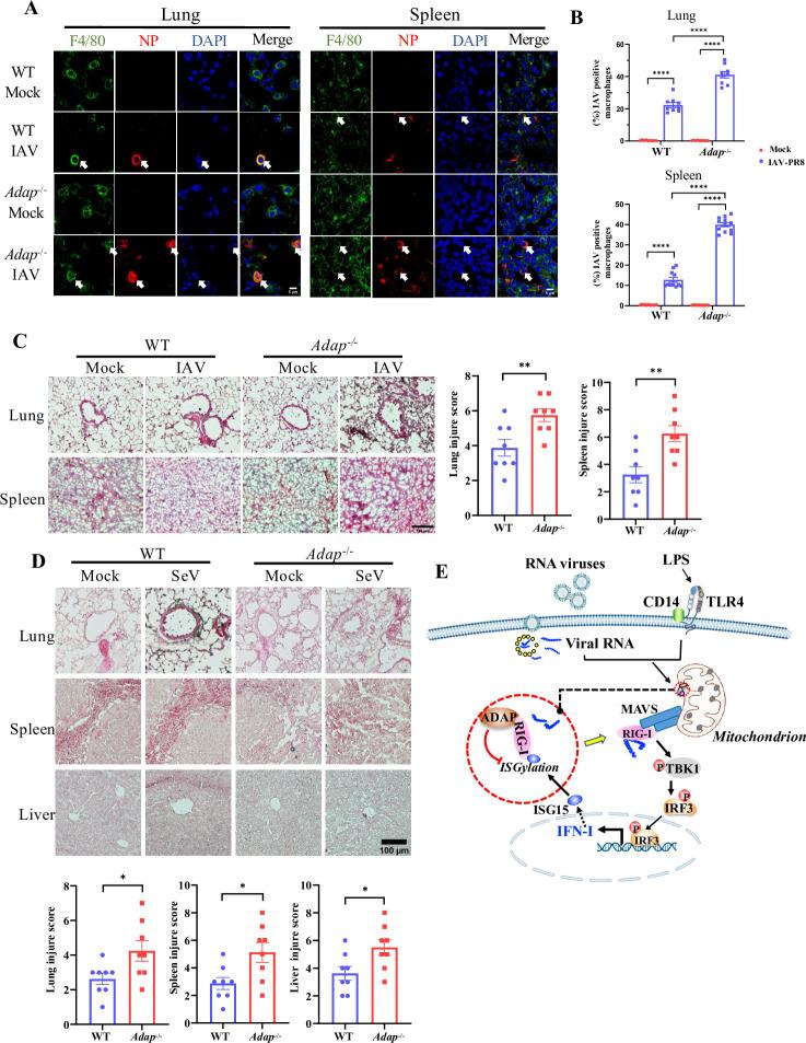 https://cdn.ncbi.nlm.nih.gov/pmc/blobs/1c15/11111093/547b91580f04/ppat.1012230.g007.jpg