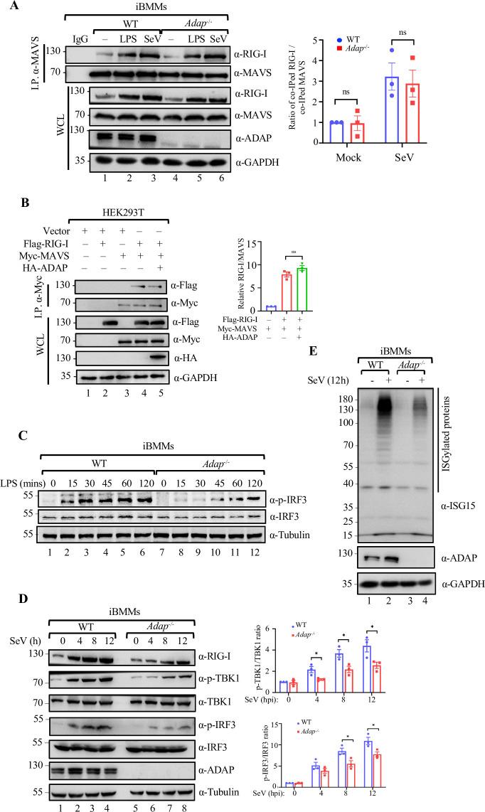 https://cdn.ncbi.nlm.nih.gov/pmc/blobs/1c15/11111093/5b0771691452/ppat.1012230.g005.jpg