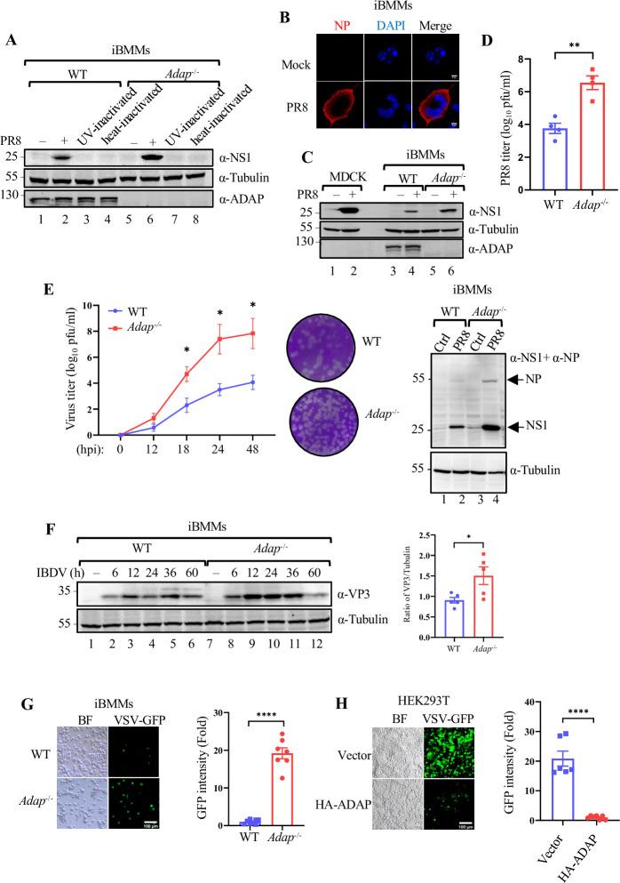 https://cdn.ncbi.nlm.nih.gov/pmc/blobs/1c15/11111093/6280366e7008/ppat.1012230.g006.jpg