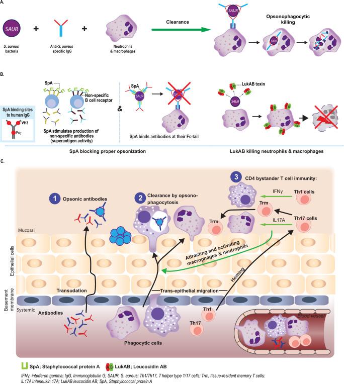 https://cdn.ncbi.nlm.nih.gov/pmc/blobs/1c15/12009994/434343f65f63/41541_2025_1119_Fig1_HTML.jpg