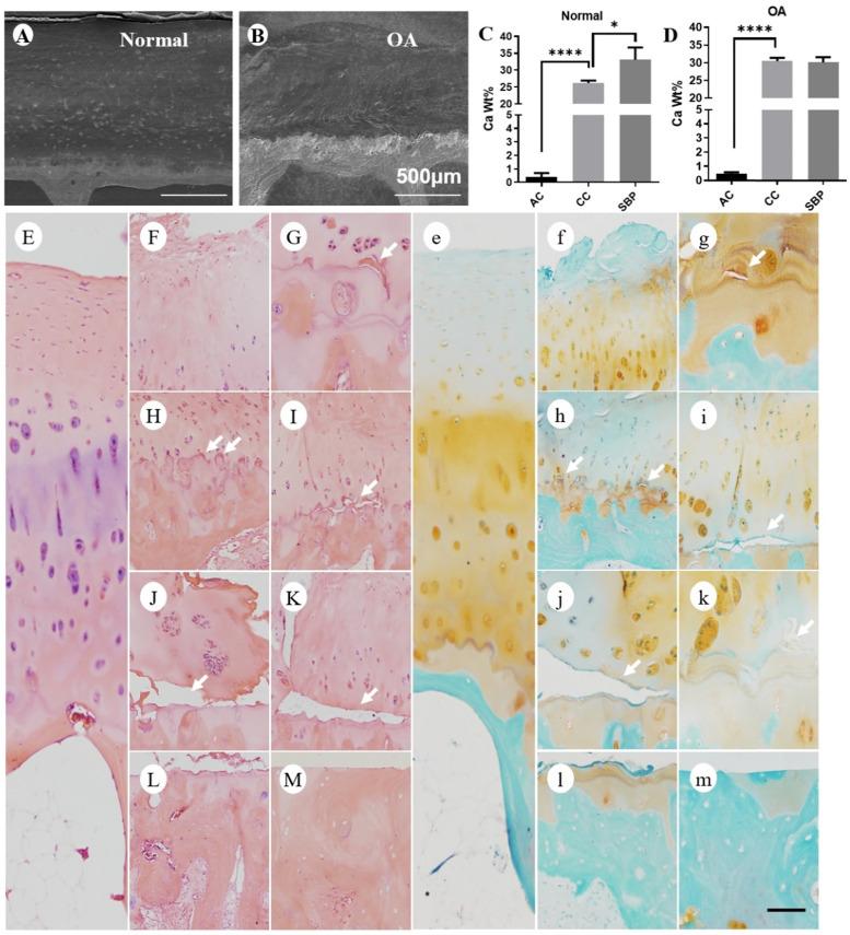 https://cdn.ncbi.nlm.nih.gov/pmc/blobs/1c17/8579451/0ff479b3015e/ijbsv17p4140g004.jpg