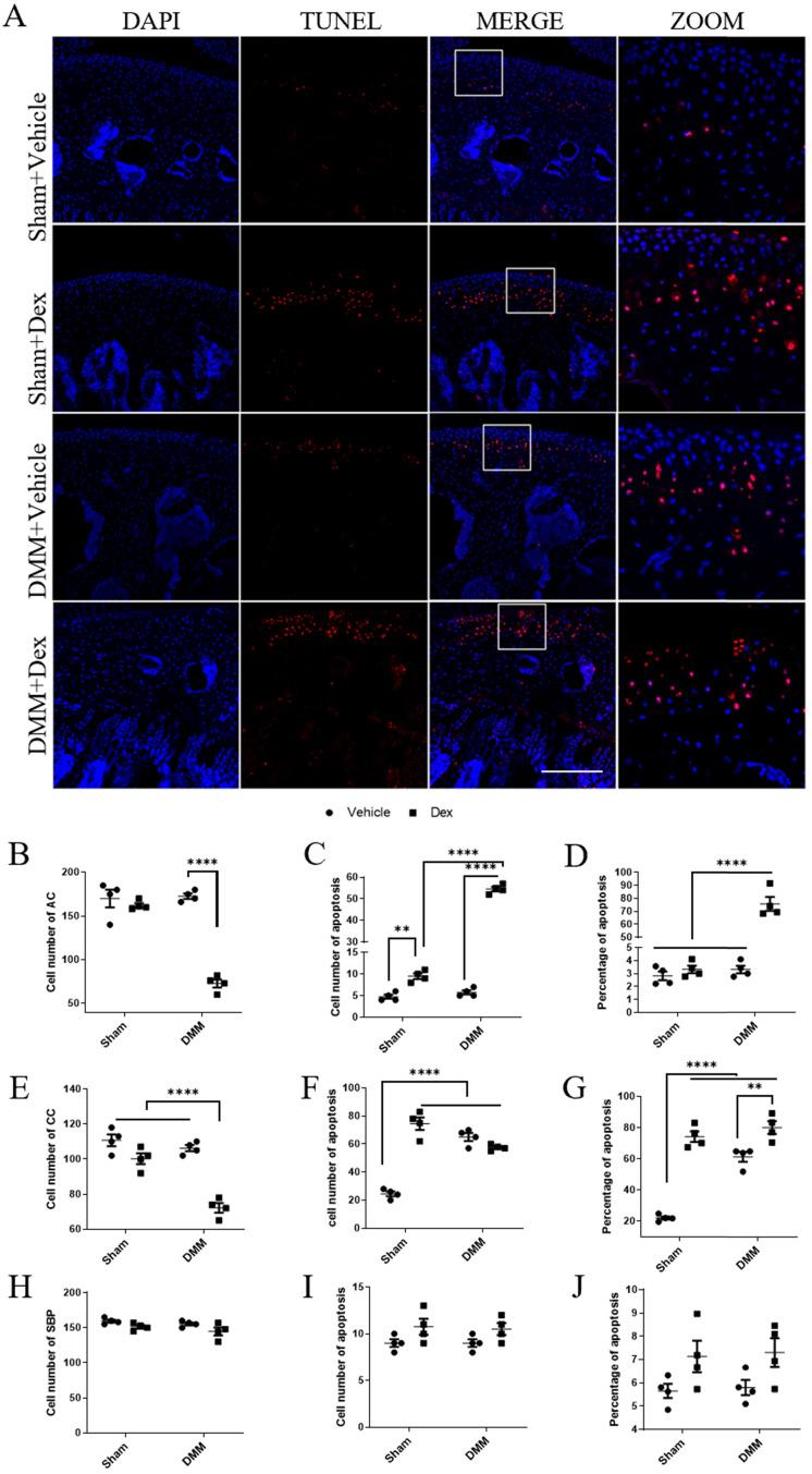 https://cdn.ncbi.nlm.nih.gov/pmc/blobs/1c17/8579451/343bd07eeeaf/ijbsv17p4140g007.jpg