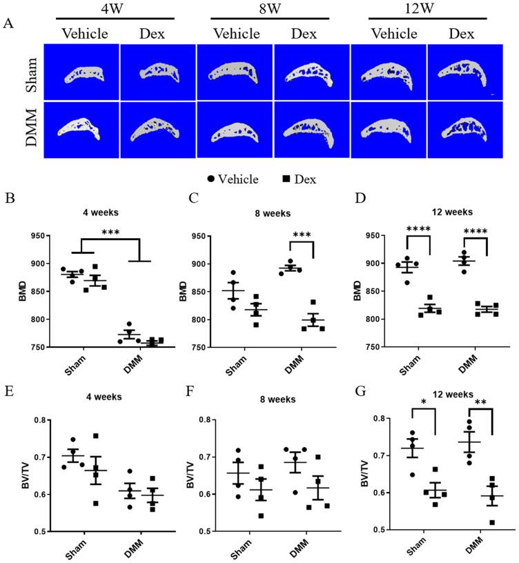 https://cdn.ncbi.nlm.nih.gov/pmc/blobs/1c17/8579451/63f7de91910d/ijbsv17p4140g005.jpg