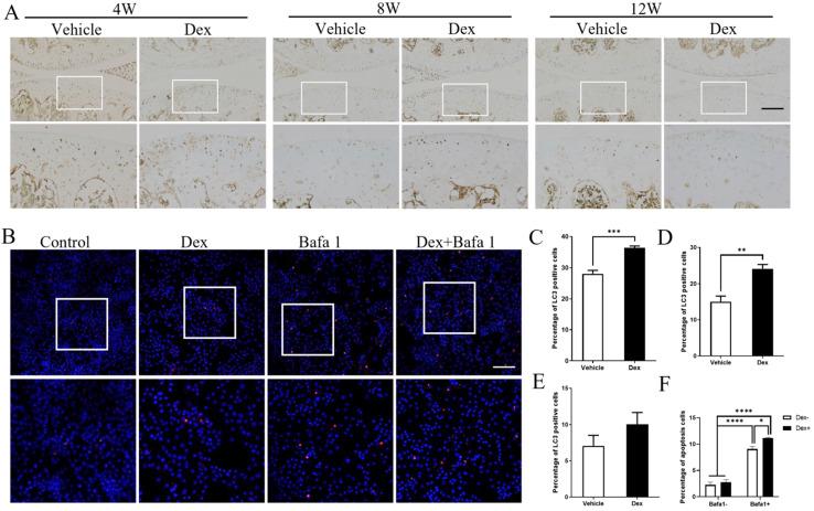 https://cdn.ncbi.nlm.nih.gov/pmc/blobs/1c17/8579451/7140ffd4f603/ijbsv17p4140g008.jpg