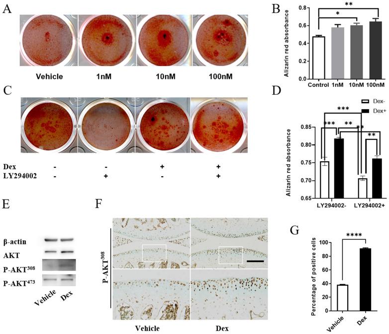 https://cdn.ncbi.nlm.nih.gov/pmc/blobs/1c17/8579451/f75e072a17bb/ijbsv17p4140g006.jpg