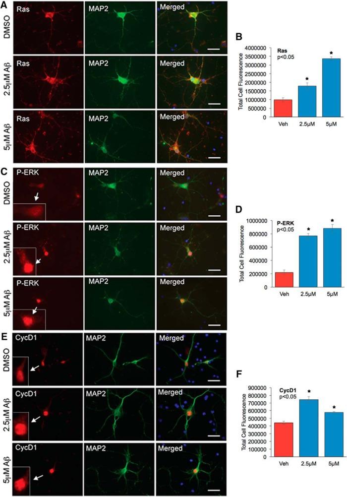 https://cdn.ncbi.nlm.nih.gov/pmc/blobs/1c1b/5367084/49c85618c252/enu0021722730005.jpg