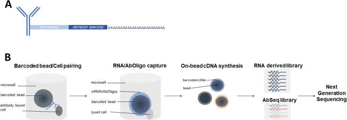 https://cdn.ncbi.nlm.nih.gov/pmc/blobs/1c1b/8363238/8617c63868bb/12248_2021_633_Fig6_HTML.jpg