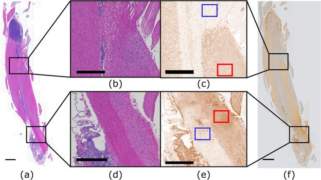 https://cdn.ncbi.nlm.nih.gov/pmc/blobs/1c1d/7904756/8400a59b28be/41598_2021_83874_Fig7_HTML.jpg