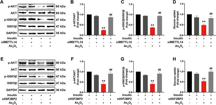 https://cdn.ncbi.nlm.nih.gov/pmc/blobs/1c1f/8882720/2aa589d315ae/10565_2022_9703_Fig8_HTML.jpg