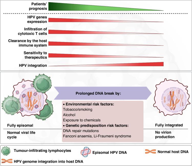 https://cdn.ncbi.nlm.nih.gov/pmc/blobs/1c22/11263586/a6a4361efb77/41416_2024_2655_Fig4_HTML.jpg