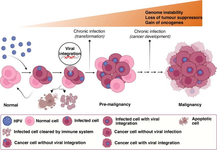 https://cdn.ncbi.nlm.nih.gov/pmc/blobs/1c22/11263586/ed65e31ea1aa/41416_2024_2655_Fig3_HTML.jpg