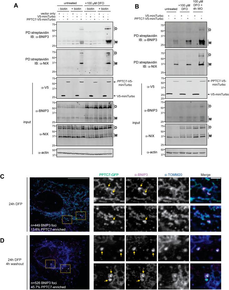 https://cdn.ncbi.nlm.nih.gov/pmc/blobs/1c23/11239977/0a5a2687b76b/LSA-2024-02765_Fig4.jpg