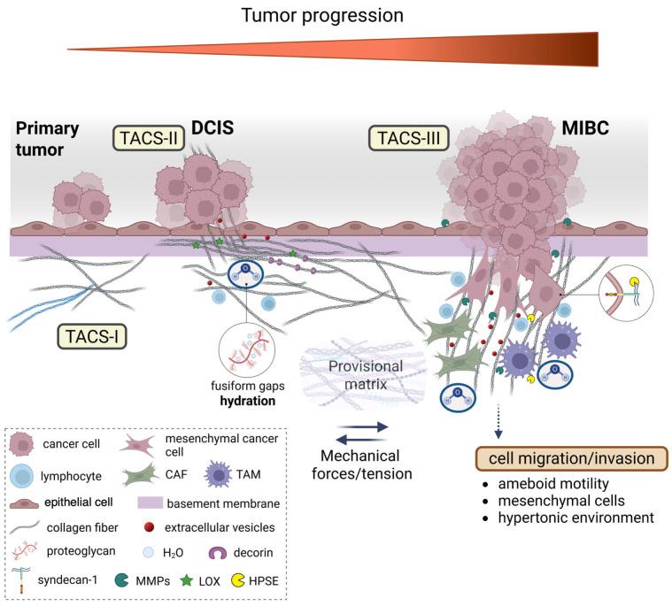 https://cdn.ncbi.nlm.nih.gov/pmc/blobs/1c28/12248761/7493898c6f01/cells-14-01037-g008.jpg