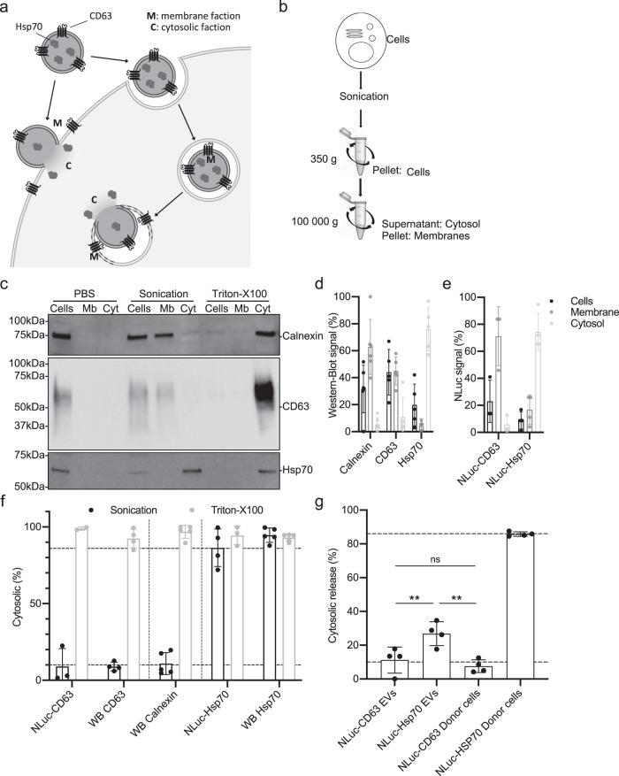 https://cdn.ncbi.nlm.nih.gov/pmc/blobs/1c28/7994380/82f656f505ff/41467_2021_22126_Fig3_HTML.jpg