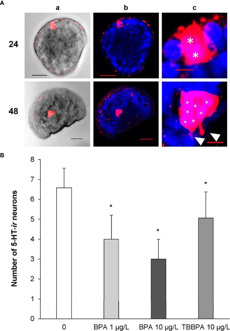 https://cdn.ncbi.nlm.nih.gov/pmc/blobs/1c2a/8913902/d7d7df01da45/fendo-13-792589-g002.jpg