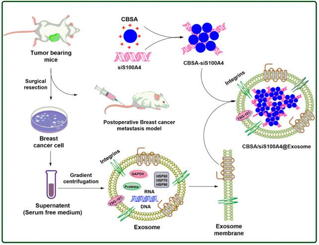 https://cdn.ncbi.nlm.nih.gov/pmc/blobs/1c2c/9452808/60787f488248/fphar-13-985670-g002.jpg