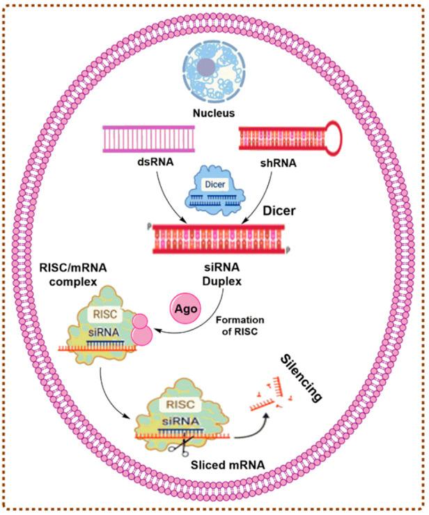 https://cdn.ncbi.nlm.nih.gov/pmc/blobs/1c2c/9452808/6ffa2fea8135/fphar-13-985670-g001.jpg