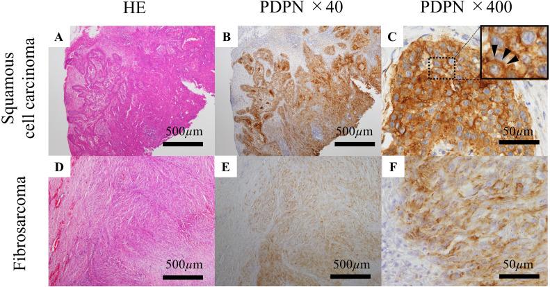 https://cdn.ncbi.nlm.nih.gov/pmc/blobs/1c2e/8636872/905abbb0b451/jvms-83-1795-g001.jpg