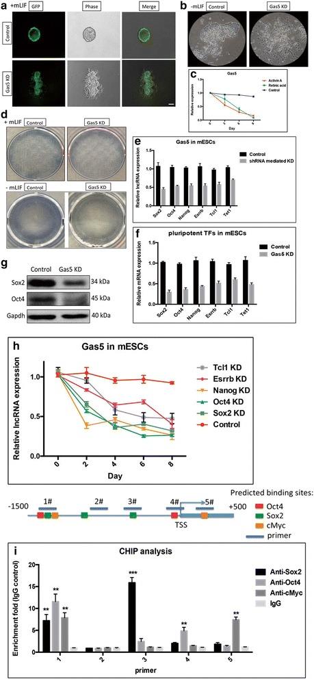 https://cdn.ncbi.nlm.nih.gov/pmc/blobs/1c30/5863440/345ada17d641/13287_2018_813_Fig2_HTML.jpg
