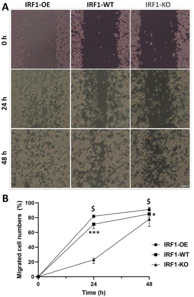 https://cdn.ncbi.nlm.nih.gov/pmc/blobs/1c31/9739975/89ba38651561/ijms-23-14664-g003.jpg