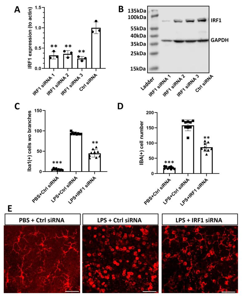 https://cdn.ncbi.nlm.nih.gov/pmc/blobs/1c31/9739975/bffdaa9be6dd/ijms-23-14664-g007.jpg