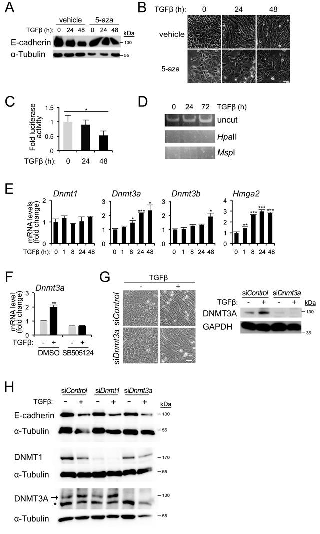 https://cdn.ncbi.nlm.nih.gov/pmc/blobs/1c34/4288184/bb1343b73647/gku1293fig4.jpg