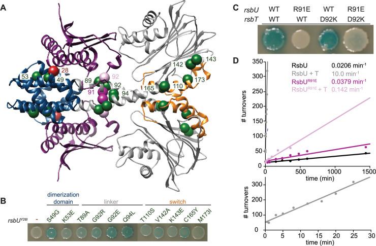 https://cdn.ncbi.nlm.nih.gov/pmc/blobs/1c40/12143880/bbca1c6a5a27/elife-100376-fig3.jpg