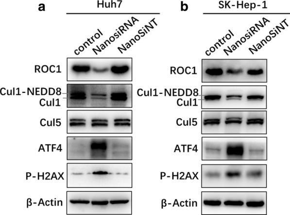 https://cdn.ncbi.nlm.nih.gov/pmc/blobs/1c40/8518243/1b32a51b4bd6/12951_2021_1063_Fig9_HTML.jpg