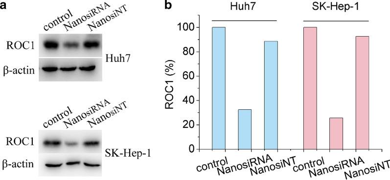 https://cdn.ncbi.nlm.nih.gov/pmc/blobs/1c40/8518243/fbe971e0397d/12951_2021_1063_Fig7_HTML.jpg
