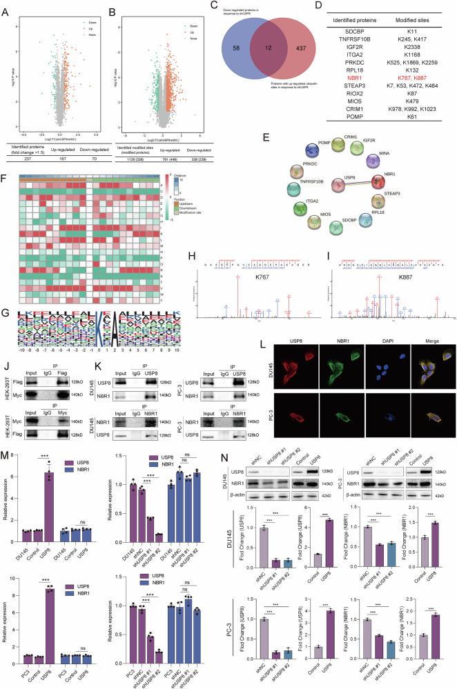 https://cdn.ncbi.nlm.nih.gov/pmc/blobs/1c41/12102395/728ff384c592/41419_2025_7736_Fig4_HTML.jpg