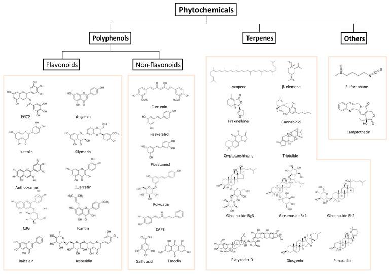 https://cdn.ncbi.nlm.nih.gov/pmc/blobs/1c43/8393583/449515c00b36/biomolecules-11-01107-g003.jpg
