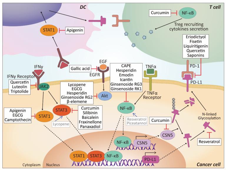 https://cdn.ncbi.nlm.nih.gov/pmc/blobs/1c43/8393583/79b5d4dd4dc3/biomolecules-11-01107-g004.jpg