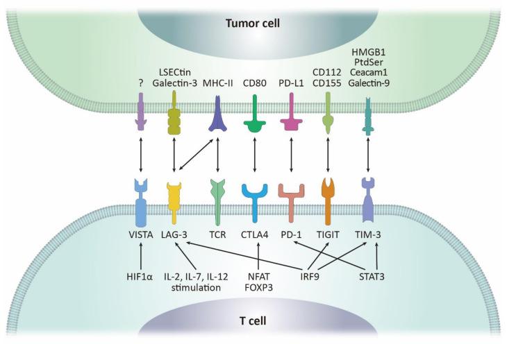 https://cdn.ncbi.nlm.nih.gov/pmc/blobs/1c43/8393583/b0ddcf7d6313/biomolecules-11-01107-g002.jpg
