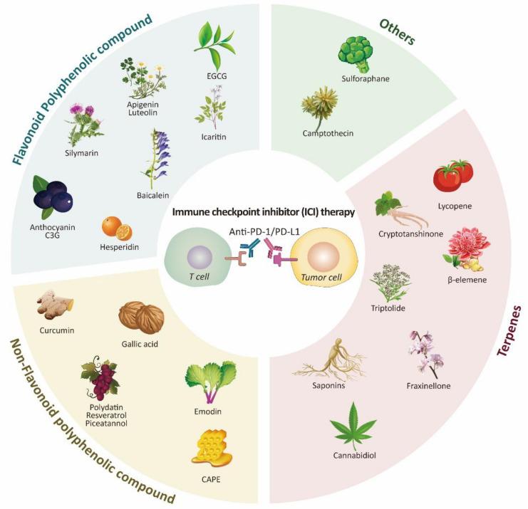 https://cdn.ncbi.nlm.nih.gov/pmc/blobs/1c43/8393583/caed8d7b0af6/biomolecules-11-01107-g001.jpg