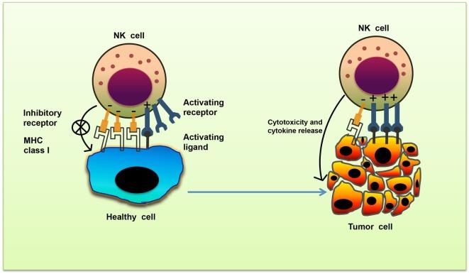 https://cdn.ncbi.nlm.nih.gov/pmc/blobs/1c44/5601256/52894534f3f9/fimmu-08-01124-g001.jpg