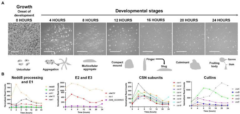 https://cdn.ncbi.nlm.nih.gov/pmc/blobs/1c48/9108976/49cbcca94a32/fphys-13-827435-g003.jpg