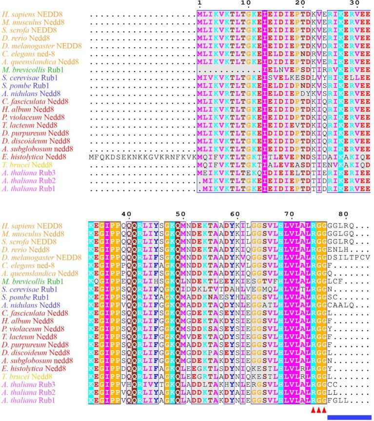 https://cdn.ncbi.nlm.nih.gov/pmc/blobs/1c48/9108976/5a8ed1ee4fcf/fphys-13-827435-g001.jpg
