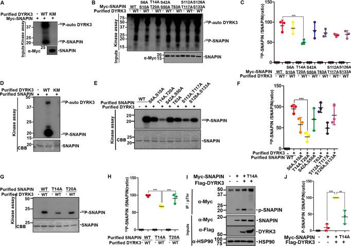 https://cdn.ncbi.nlm.nih.gov/pmc/blobs/1c49/9803678/68cc21b703c1/41420_2022_1290_Fig2_HTML.jpg