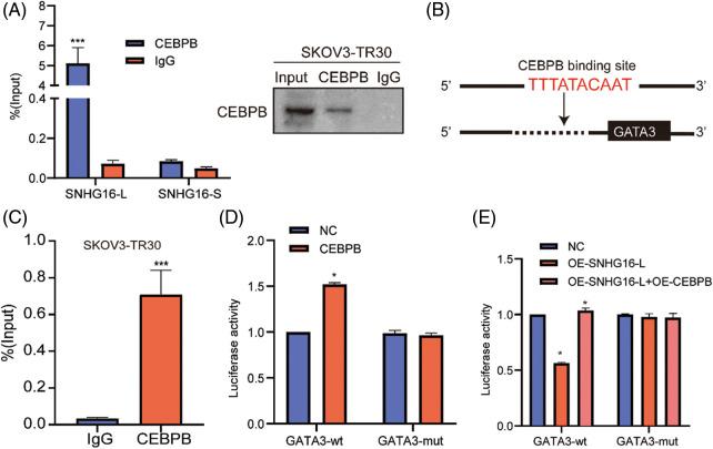 https://cdn.ncbi.nlm.nih.gov/pmc/blobs/1c4a/10208018/2dcd04a6ff90/OncolRes-29-3561-f006.jpg